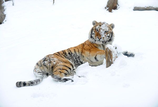 Sasha the tiger enjoys a rest in the snow.